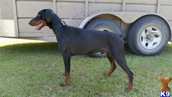 a doberman pinscher dog wearing a garment