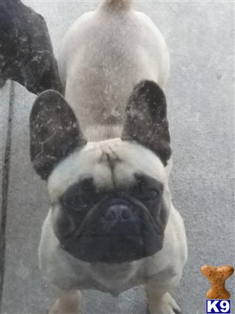 a french bulldog dog with a stuffed animal on its head