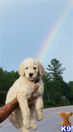 a person holding a goldendoodles dog