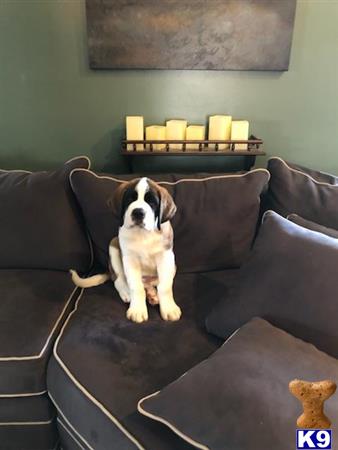 a saint bernard dog standing on a couch