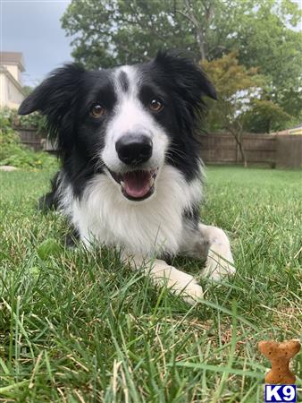 a border collie dog sitting in the grass