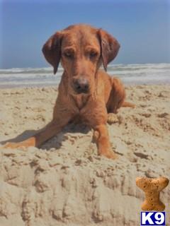 a labrador retriever dog standing on a beach