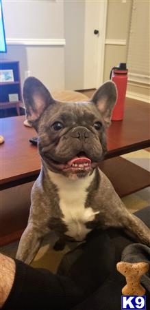 a french bulldog dog with a surprised expression