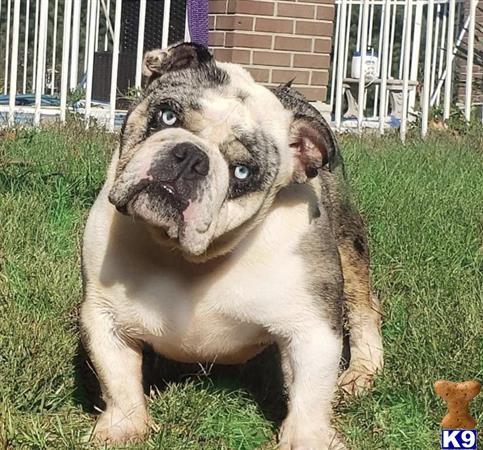 a english bulldog dog with a english bulldog dog face