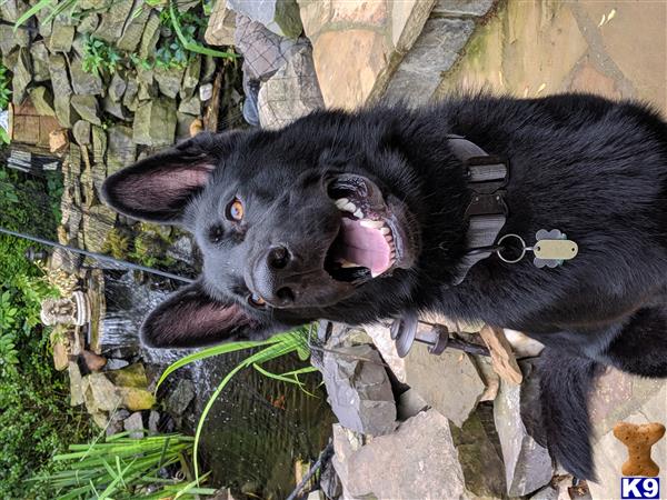 a black german shepherd dog with its mouth open