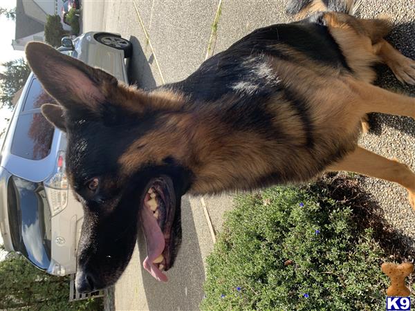 a german shepherd dog with its mouth open