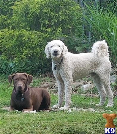 a couple of goldendoodles dogs standing on grass