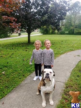 two children and a old english bulldog dog on a path