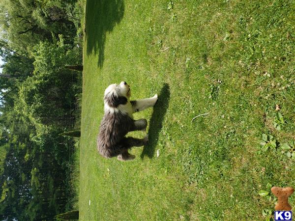 a old english sheepdog dog standing in a grassy area