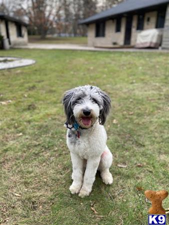 a aussiedoodle dog sitting in a yard