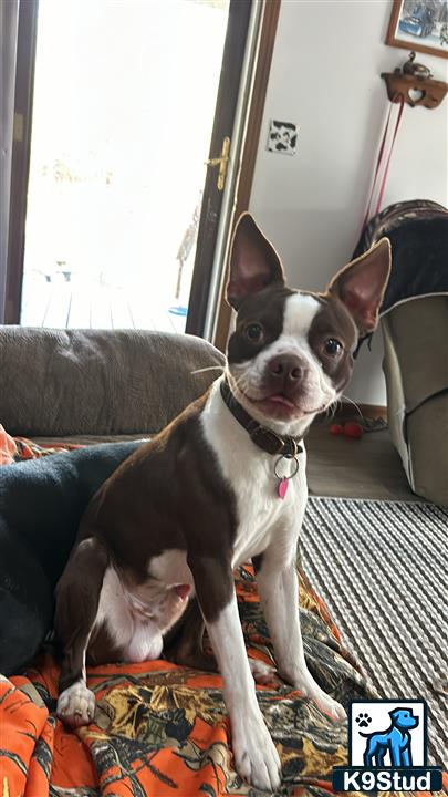 Boston Terrier stud dog