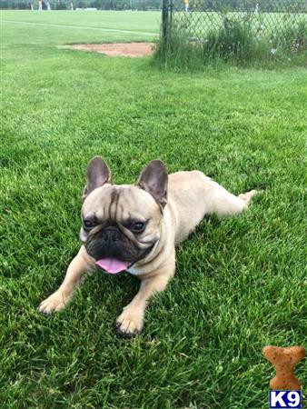 a french bulldog dog lying in the grass