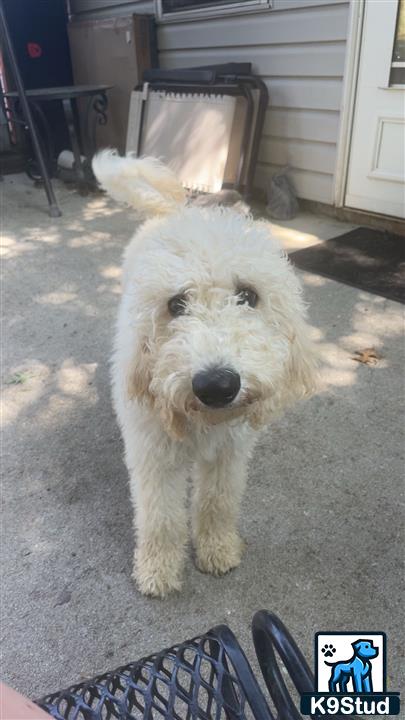 a goldendoodles dog standing on a carpet