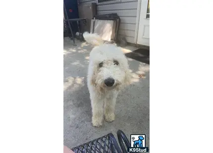 a goldendoodles dog standing on a carpet