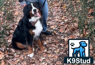 a bernese mountain dog dog sitting on a persons lap