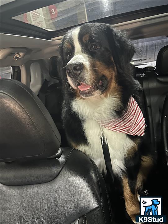 a bernese mountain dog dog sitting in a car