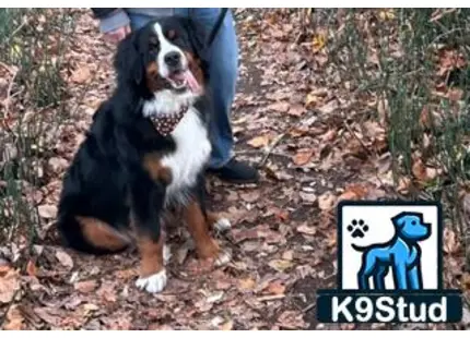 a bernese mountain dog dog sitting on a persons lap