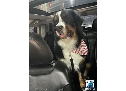 a bernese mountain dog dog sitting in a car