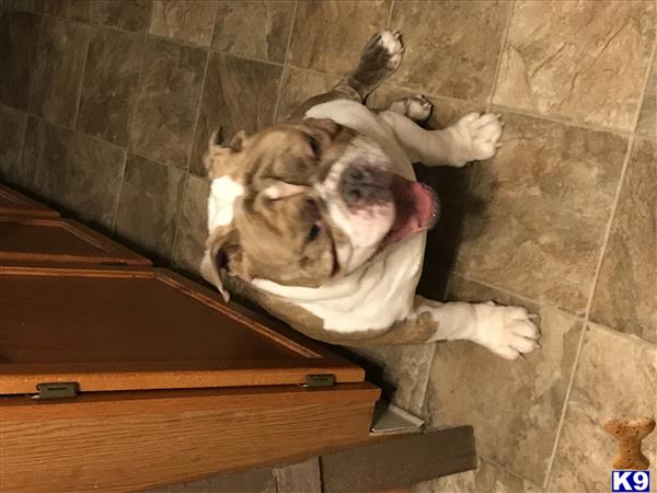 a english bulldog dog lying on the ground