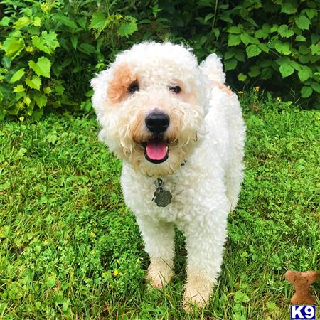 a poodle dog standing in grass