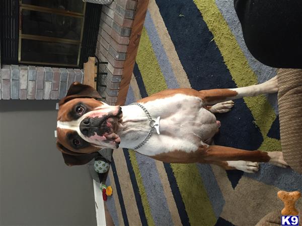 a boxer dog standing on a sidewalk