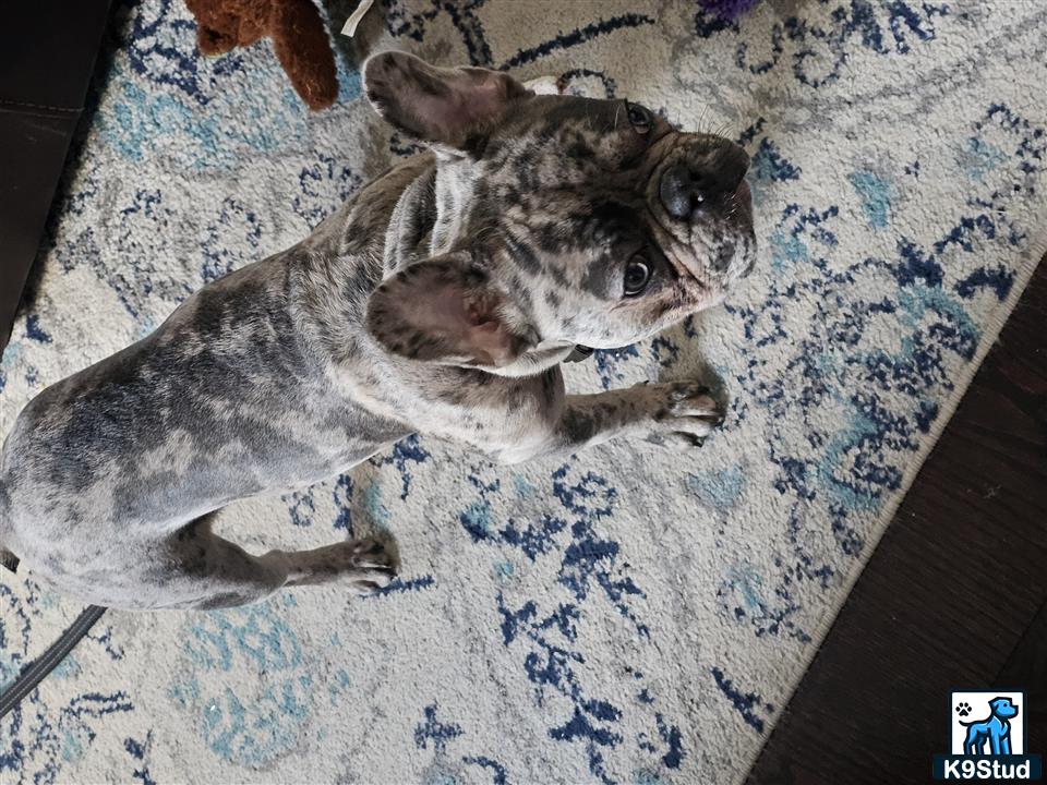 a small french bulldog dog lying on a rug
