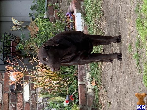 a black labrador retriever dog standing on a sidewalk