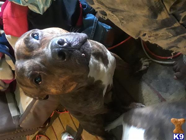 a american pit bull dog looking up