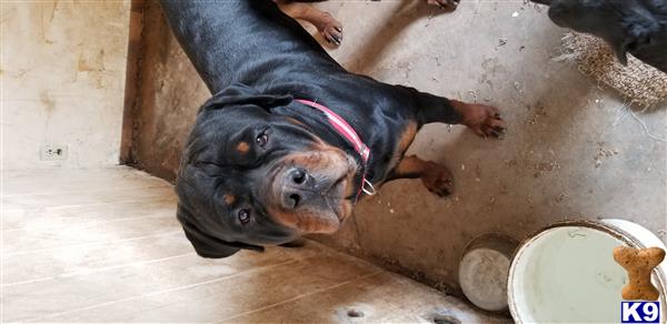 a rottweiler dog standing on a wood floor