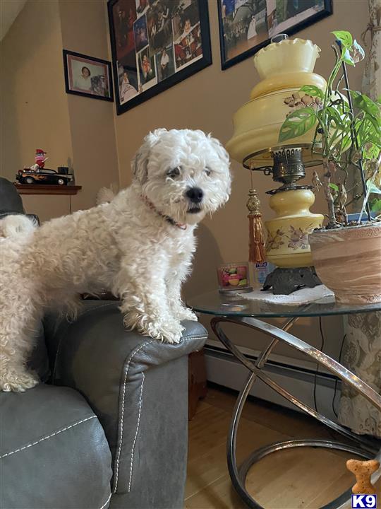a shichons dog sitting on a couch
