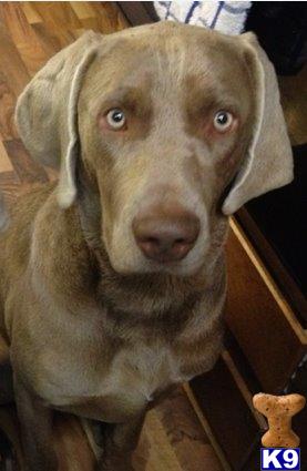 a weimaraner dog looking at the camera