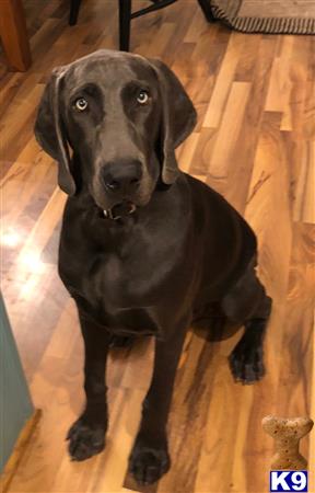 a black weimaraner dog sitting on a wood floor