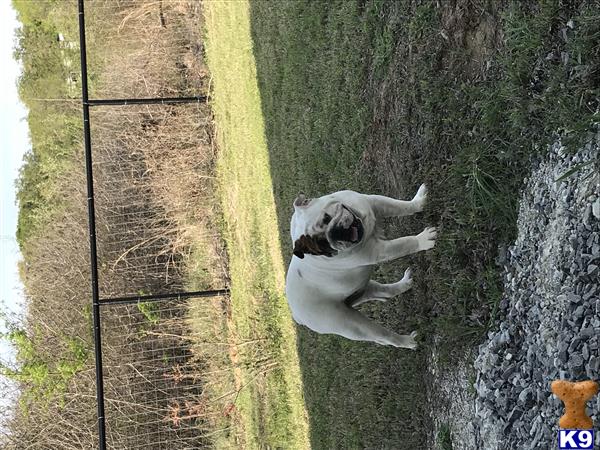 a english bulldog dog standing in a grassy area