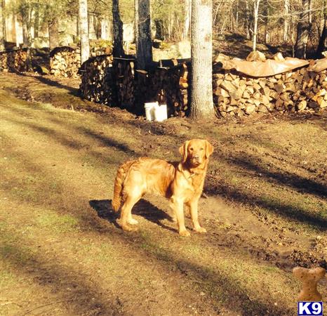 a golden retriever dog standing on a dirt road