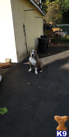 a american bully dog sitting on a sidewalk