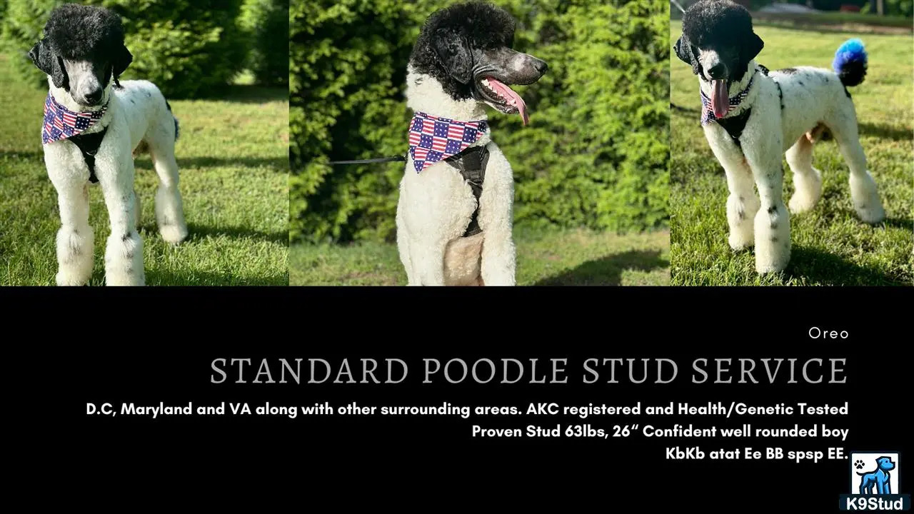 a collage of a poodle dog