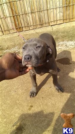 a person holding a american bully dog