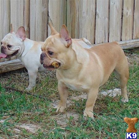 two french bulldog dogs standing on grass