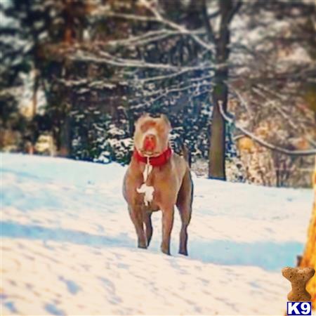 a american pit bull dog standing in the snow