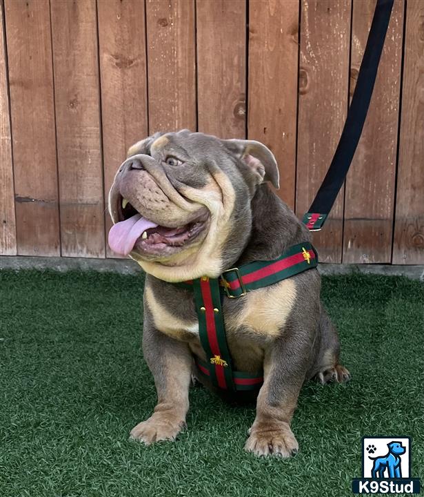 a english bulldog dog sitting on grass