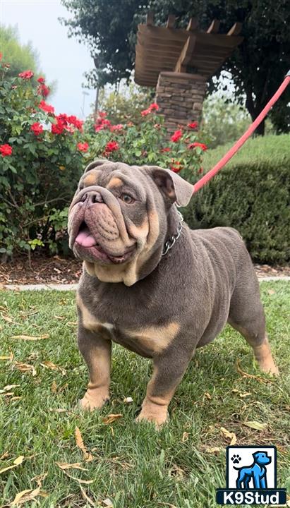 a english bulldog dog on a leash