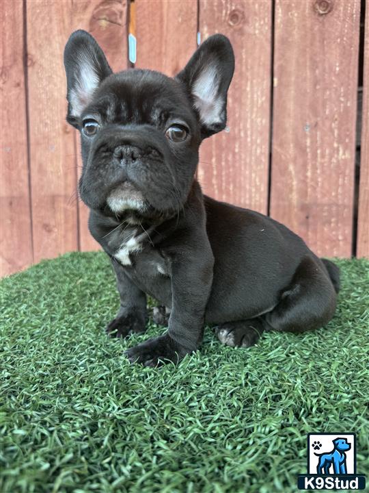 a black french bulldog dog sitting on grass