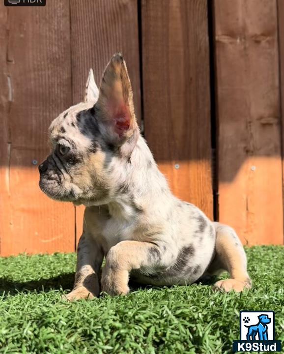 a french bulldog dog sitting on grass