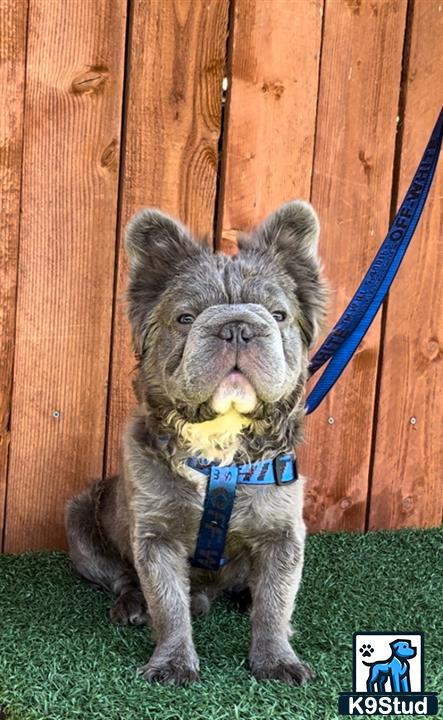 a grey french bulldog dog with a blue collar