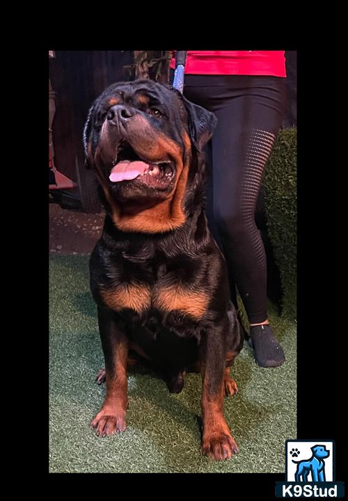 a rottweiler dog with a tire on its head