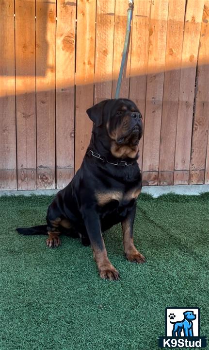 a rottweiler dog sitting on a green lawn