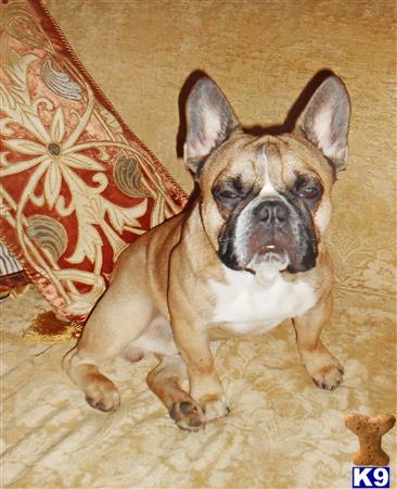 a french bulldog dog sitting on the floor