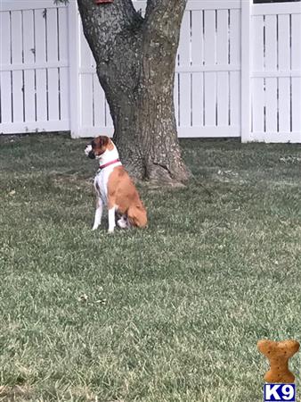 a boxer dog standing on grass by a tree