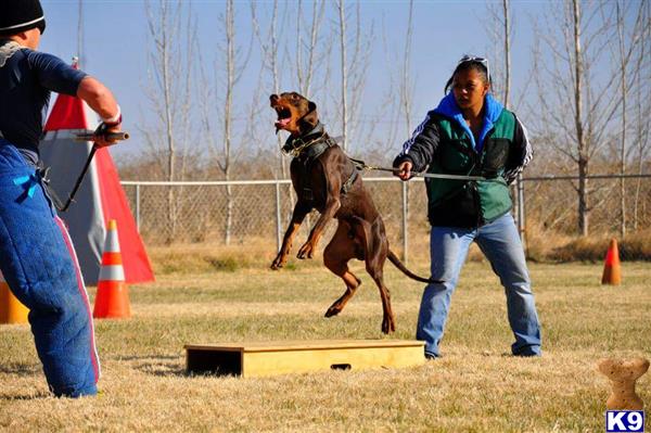 a doberman pinscher dog jumping over a person