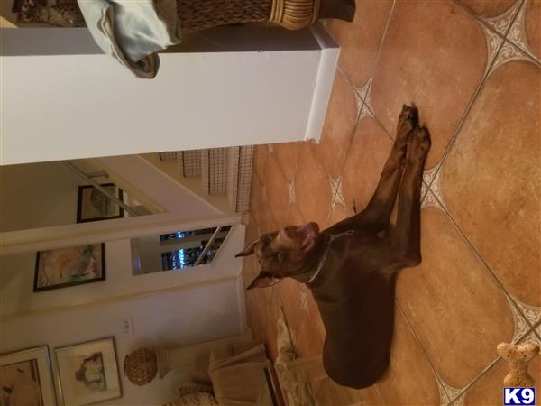 a doberman pinscher dog standing on a couch